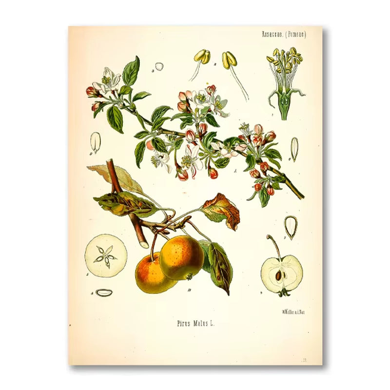 Vintage Botanical Posters and Prints Kitchen Wall Pictures Koehler'S Medicinal Plants Canvas Painting for Living Room Home Decor