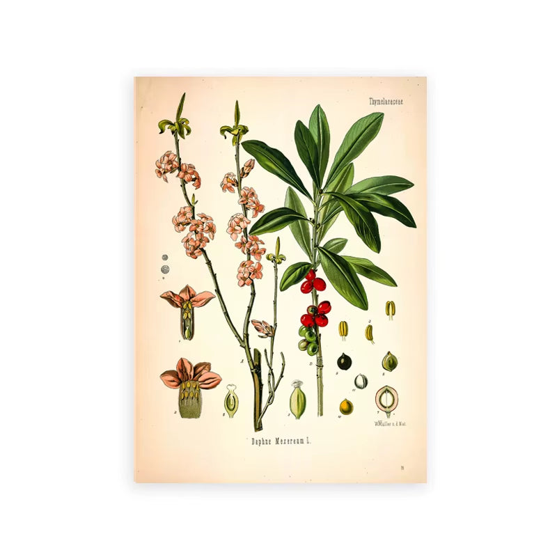 Vintage Botanical Posters and Prints Kitchen Wall Pictures Koehler'S Medicinal Plants Canvas Painting for Living Room Home Decor
