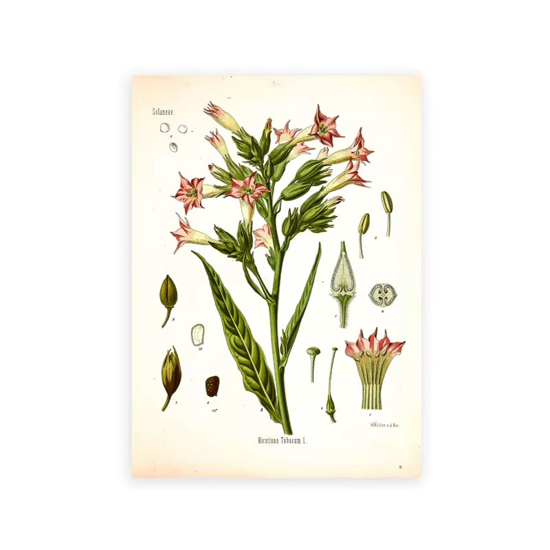 Vintage Botanical Posters and Prints Kitchen Wall Pictures Koehler'S Medicinal Plants Canvas Painting for Living Room Home Decor