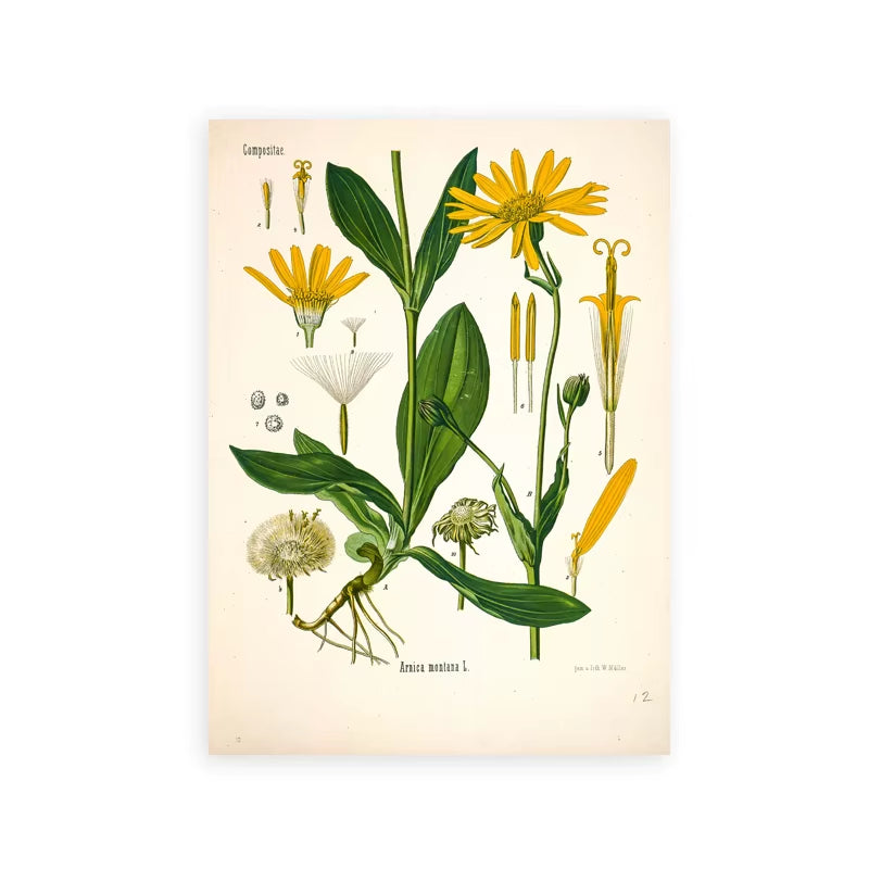 Vintage Botanical Posters and Prints Kitchen Wall Pictures Koehler'S Medicinal Plants Canvas Painting for Living Room Home Decor