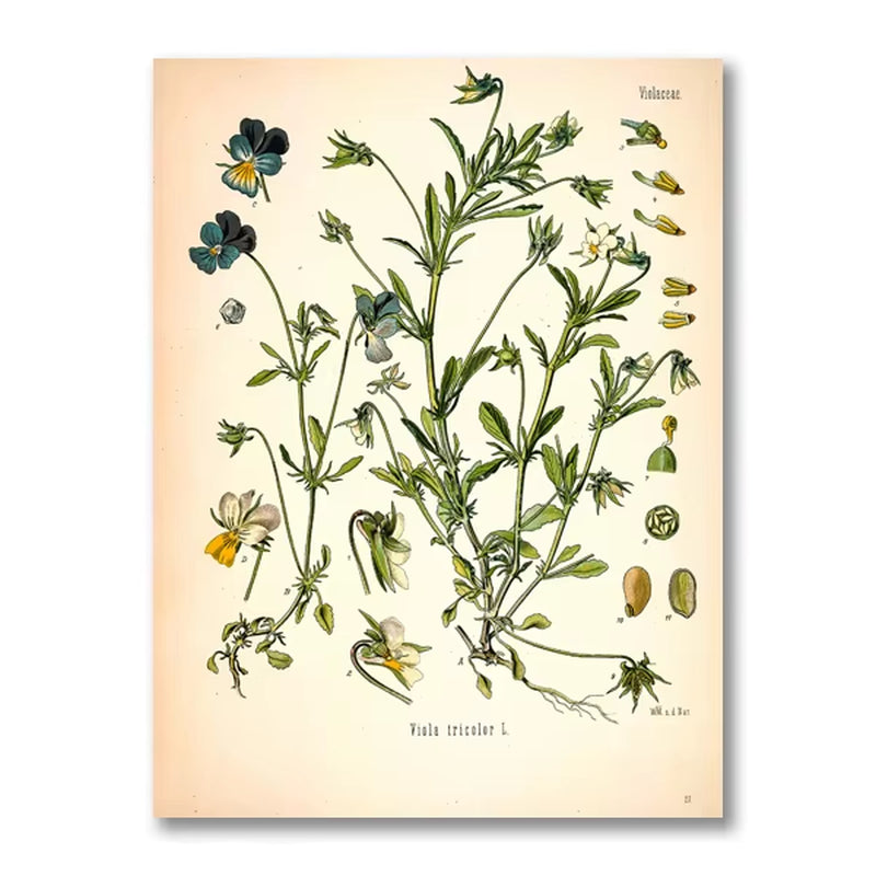 Vintage Botanical Posters and Prints Kitchen Wall Pictures Koehler'S Medicinal Plants Canvas Painting for Living Room Home Decor