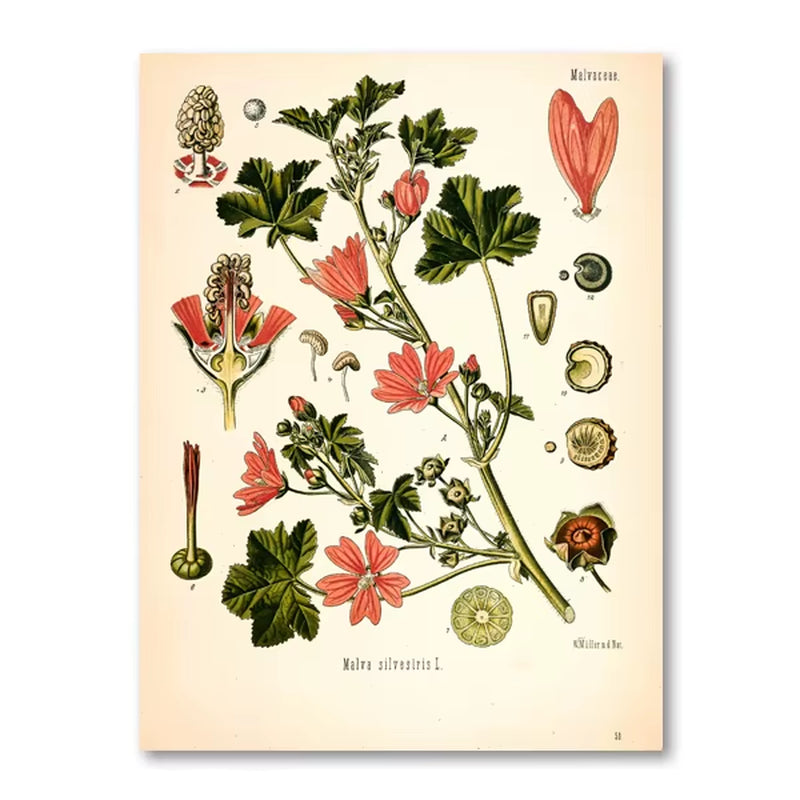 Vintage Botanical Posters and Prints Kitchen Wall Pictures Koehler'S Medicinal Plants Canvas Painting for Living Room Home Decor