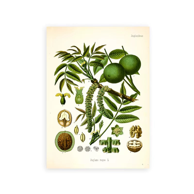 Vintage Botanical Posters and Prints Kitchen Wall Pictures Koehler'S Medicinal Plants Canvas Painting for Living Room Home Decor