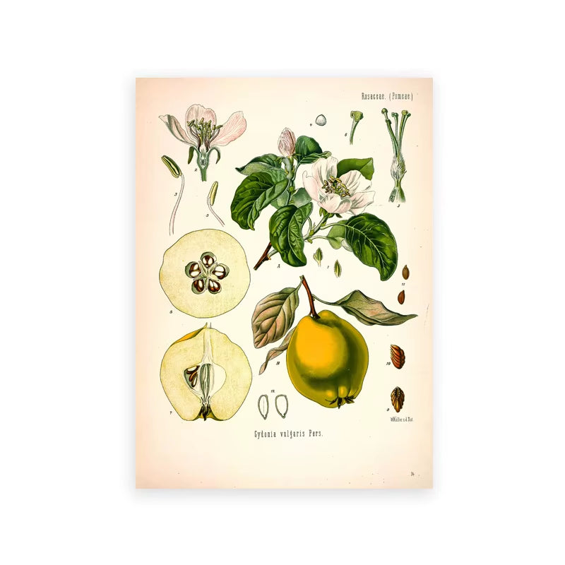 Vintage Botanical Posters and Prints Kitchen Wall Pictures Koehler'S Medicinal Plants Canvas Painting for Living Room Home Decor
