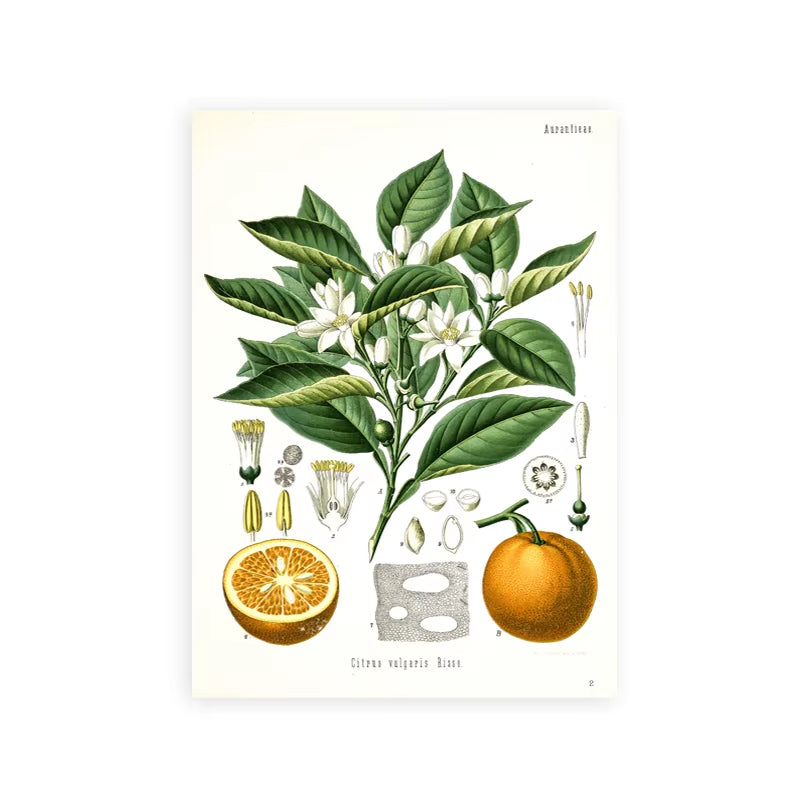 Vintage Botanical Posters and Prints Kitchen Wall Pictures Koehler'S Medicinal Plants Canvas Painting for Living Room Home Decor