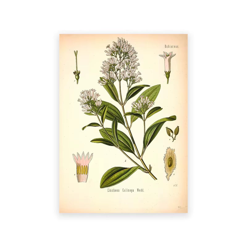 Vintage Botanical Posters and Prints Kitchen Wall Pictures Koehler'S Medicinal Plants Canvas Painting for Living Room Home Decor