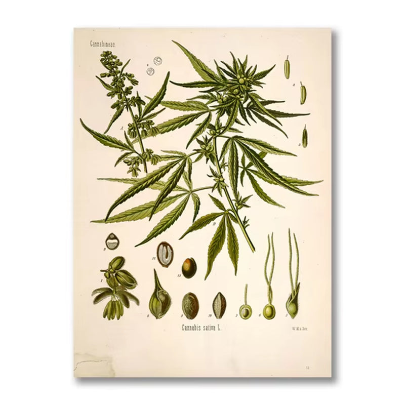 Vintage Botanical Posters and Prints Kitchen Wall Pictures Koehler'S Medicinal Plants Canvas Painting for Living Room Home Decor