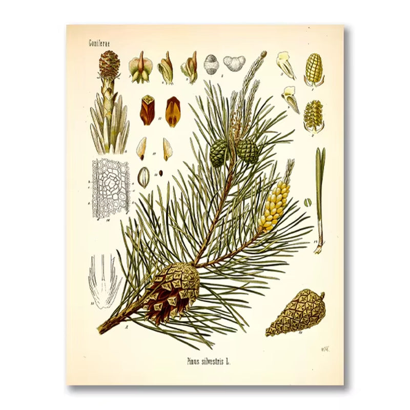 Vintage Botanical Posters and Prints Kitchen Wall Pictures Koehler'S Medicinal Plants Canvas Painting for Living Room Home Decor