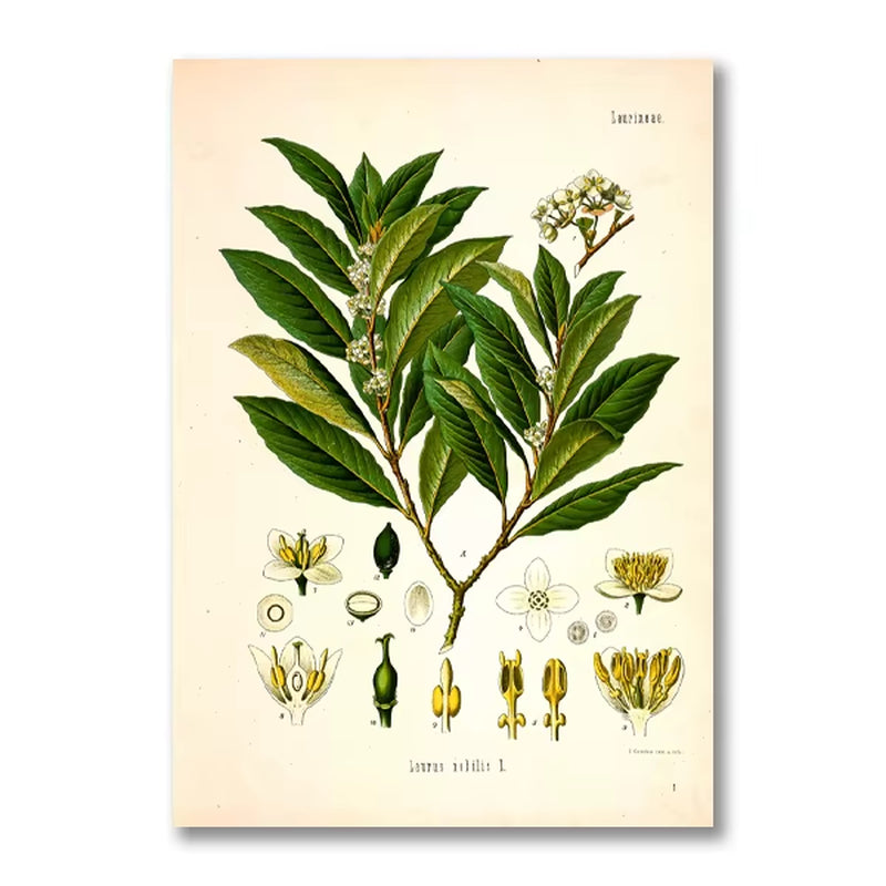 Vintage Botanical Posters and Prints Kitchen Wall Pictures Koehler'S Medicinal Plants Canvas Painting for Living Room Home Decor