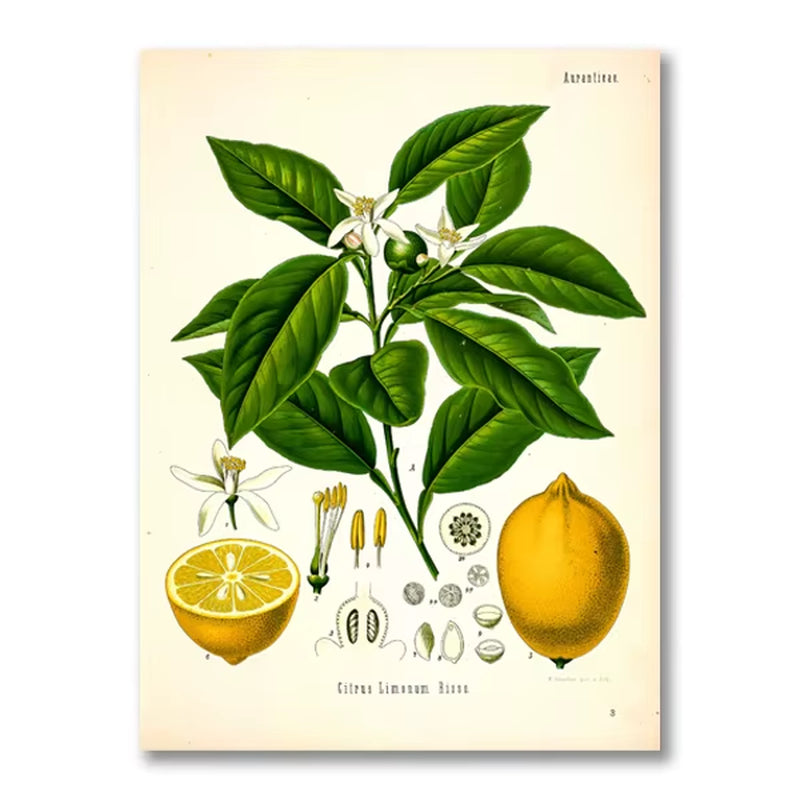 Vintage Botanical Posters and Prints Kitchen Wall Pictures Koehler'S Medicinal Plants Canvas Painting for Living Room Home Decor