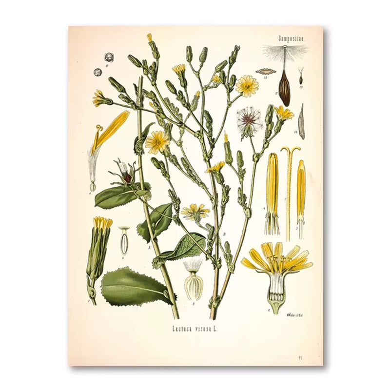 Vintage Botanical Posters and Prints Kitchen Wall Pictures Koehler'S Medicinal Plants Canvas Painting for Living Room Home Decor