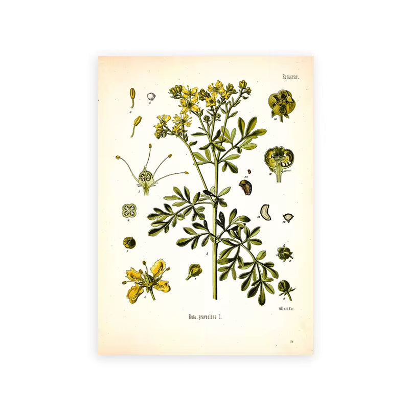 Vintage Botanical Posters and Prints Kitchen Wall Pictures Koehler'S Medicinal Plants Canvas Painting for Living Room Home Decor