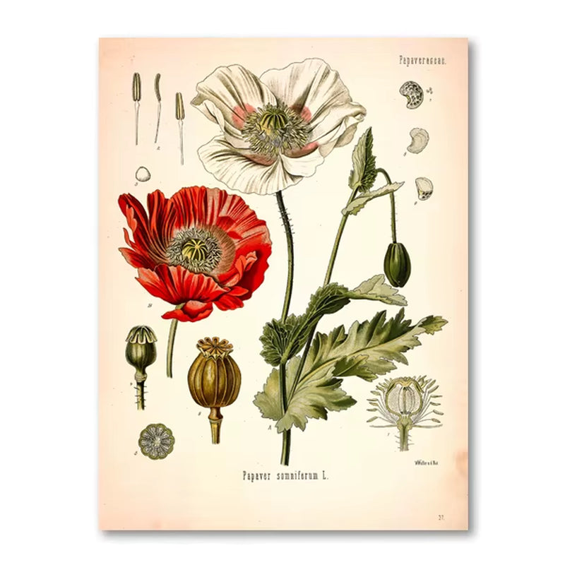 Vintage Botanical Posters and Prints Kitchen Wall Pictures Koehler'S Medicinal Plants Canvas Painting for Living Room Home Decor