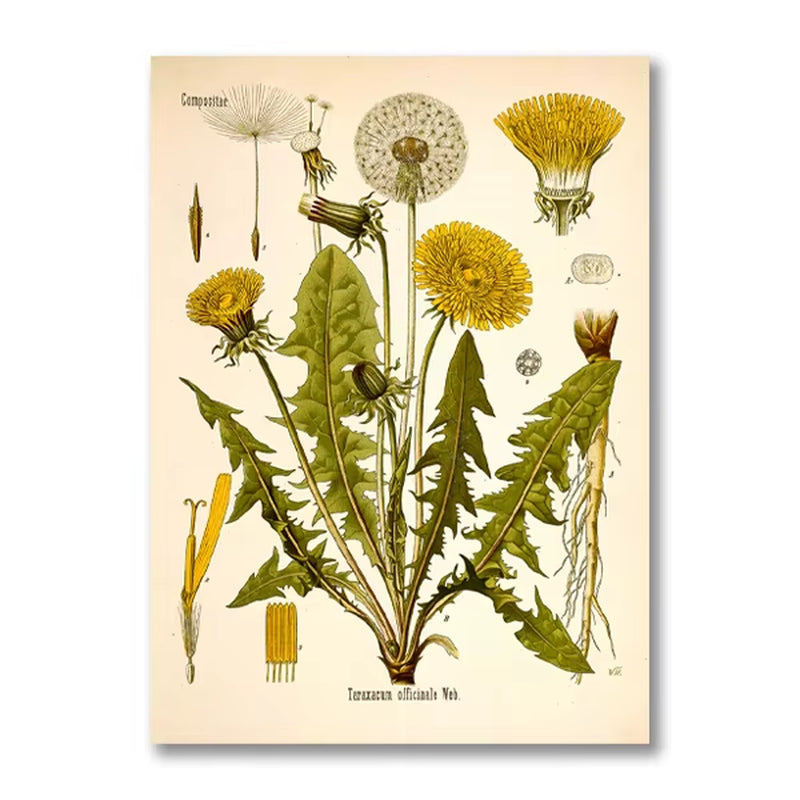 Vintage Botanical Posters and Prints Kitchen Wall Pictures Koehler'S Medicinal Plants Canvas Painting for Living Room Home Decor